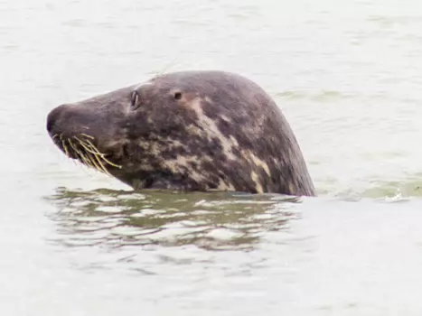 2016-10 Merlimont-Plage