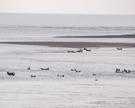 10-IMG_5462 A Berck, un banc de phoques