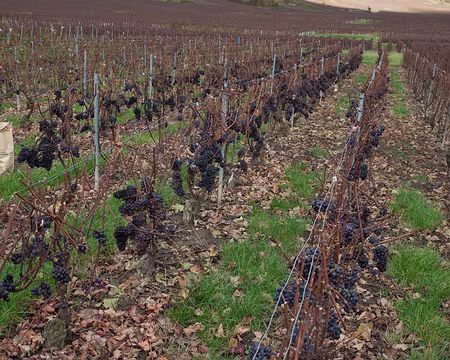 2016_11_19_10-35-22 Vignes encore bien chargées