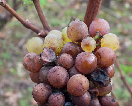 2016_11_19_10-43-14 Pourriture noble