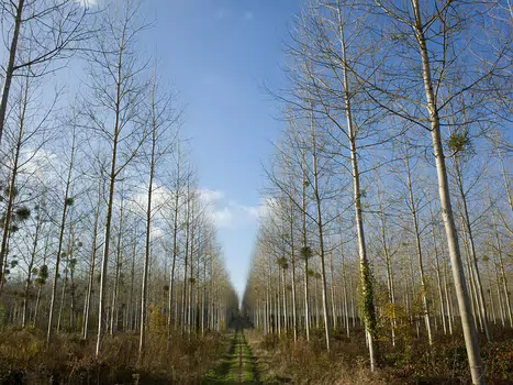 2016-11 Coteaux de la Marne