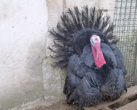 P1020829 ...en basse-cour.