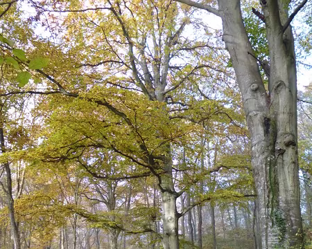 P1020837 La forêt de Retz est une forêt domaniale de 13 000 ha composée de hêtres.