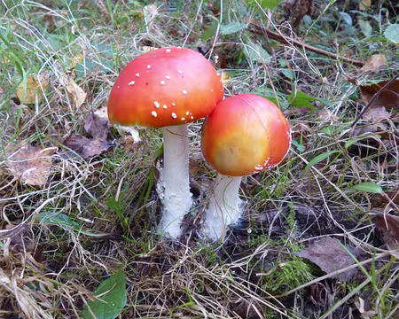 P1020852z2009 Amanites tue-mouches