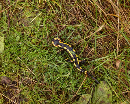 P1020869 Salamandre