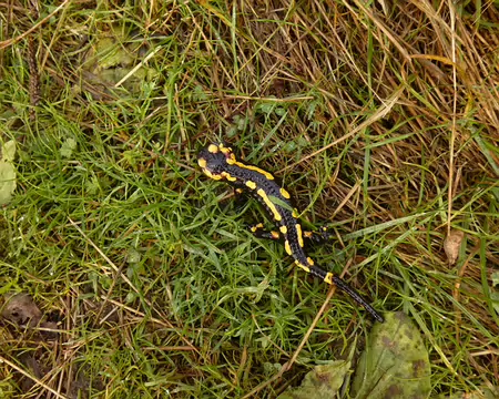 P1020869 Salamandre