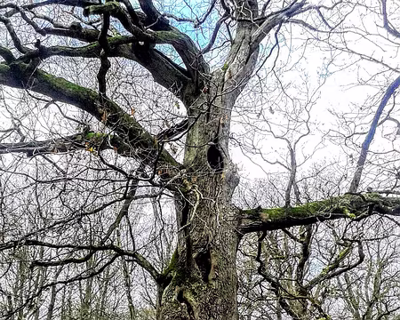 20161124_130721 Le chêne du Pendu... Ça commence mal!