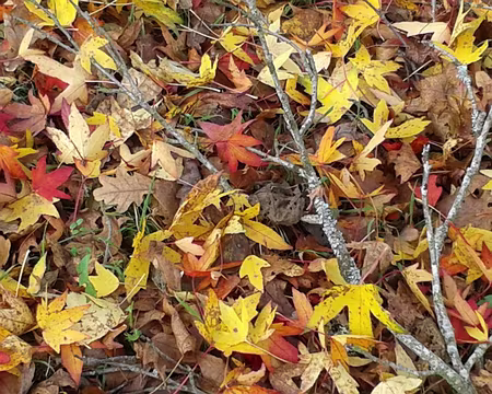 20161127_141759 Sonate d'automne...