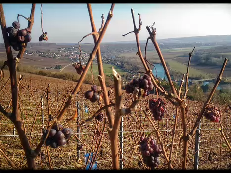 2016-12 Brie Champenoise