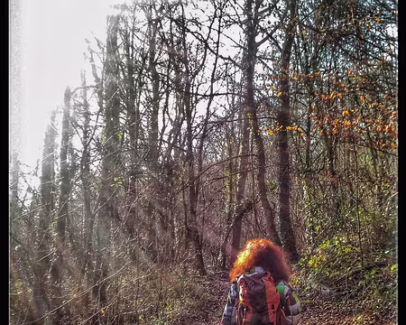 15 Nanteil Brie 12 16-01 chevelure d'automne.