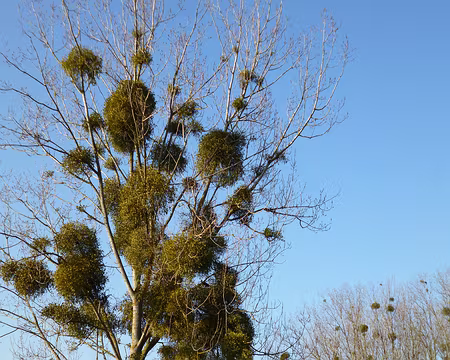 P1030161 - Copiez2019