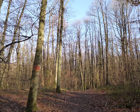 P1030164 Forêt départementale du Rocher de Saulx