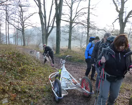 P1030220 Attelage de chiens en forêt de Rambouillet