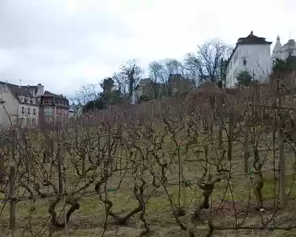 P1030487 Le clos Montmartre, vignes plantées en 1933.