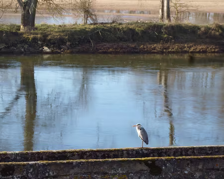 P1030771 Héron en bord de Loire