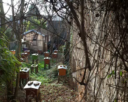 2017_02_03_10-38-59 Ruches à Montreuil