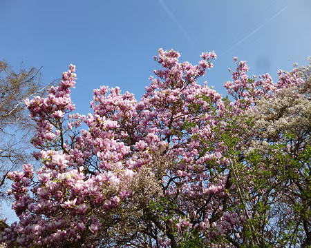 P1040070 C'est le printemps !