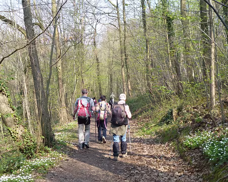 P1040092 Parc de la Jonchère et anémones des bois.