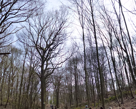 P1040095 Forêt de la Malmaison