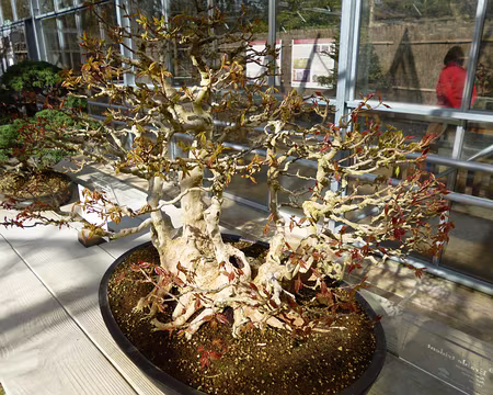 P1030877 ...qu'une collection de bonsaïs, tel cet érable trident de 155 ans.
