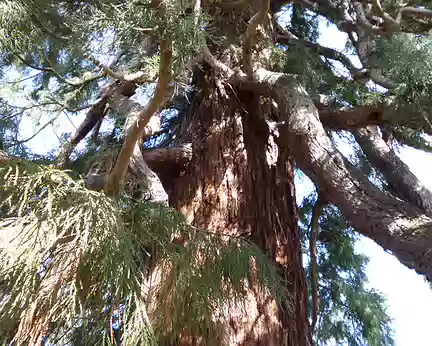 P1030881 Sequoia géant