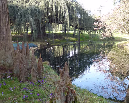P1030883 Pneumatophores, excroissance aérienne des racines du cyprès chauve et au fond, cèdre bleu pleureur de l'Atlas couvrant plus de 600 m2.