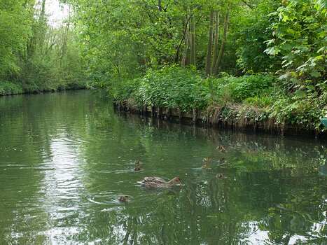 Alain Alain Z, détail sortie