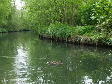 Alain Alain Z, détail sortie