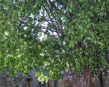 33 Les Alyscamps, ancienne et immense nécropole célébrée par Dante