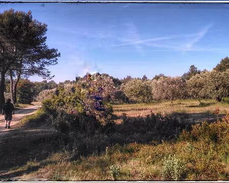 41 Parmi les champs d'oliviers et la pinède, au sude de Fontvieille