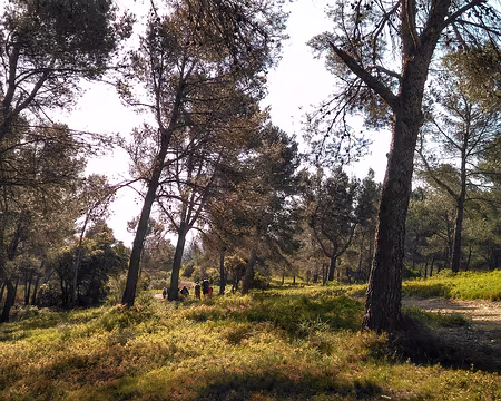 43 Les pins sont inclinés par le mistral