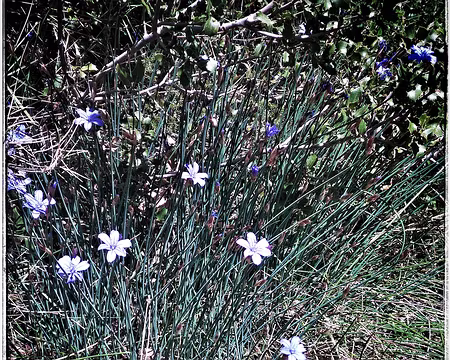 54 Bragalou, ou aphyllanthe de Montpellier