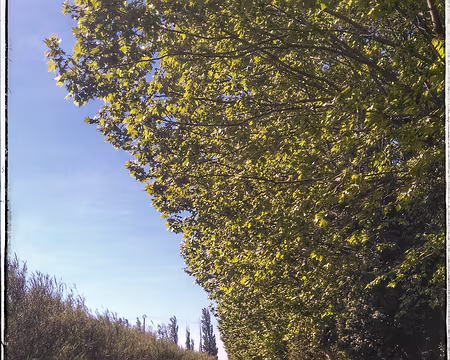 65 Canal des Alpines en allant vers Tarascon