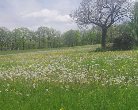 Champ de pissenlits, entre Figeac et Faycelles Champ de pissenlits, entre Figeac et Faycelles