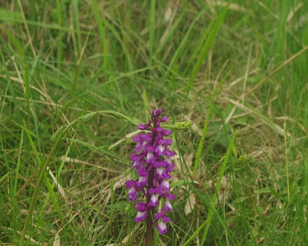 Paraît que c’est une orchidée ? Paraît que c'est une orchidée ?