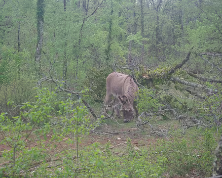 Entre Bach et Poudally Entre Bach et Poudally