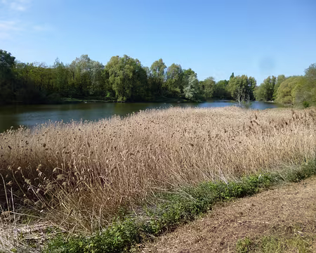 P1040289 Roselière au bord du bassin du Petit-Paris, Brétigny.