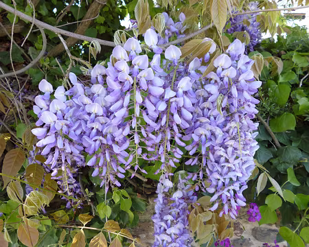 P1040293z2067 Glycine