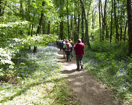 P1040299 Parc de Chanteloup parsemé de jacinthes des bois.