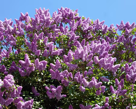 P1040317 Lilas. Merci à Jean-Claude pour la 19è étape du Tour de l'Ile-de-France de Brétigny à Egly.