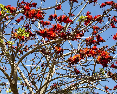 P1040227 Erythrina Caffra, arbre originaire d'Afrique australe.