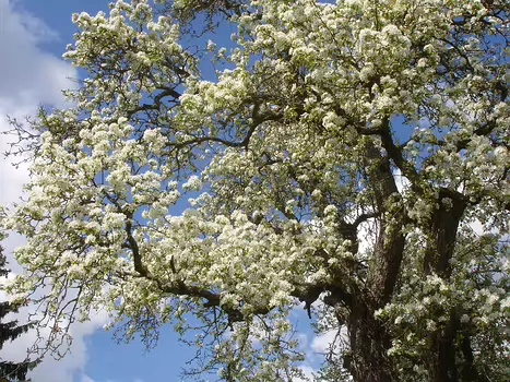 2017-04 Seine et forêt