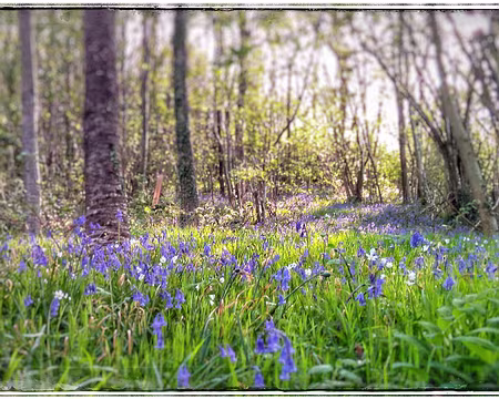 026 Jacinthes des bois-01 Jacinthes des bois