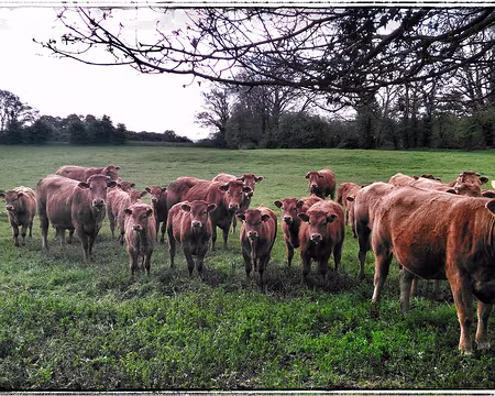 028 qualité Blason Prestige-01 qualité Blason Prestige