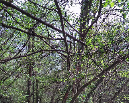 046 bords de Rouvre-01 bords de Rouvre