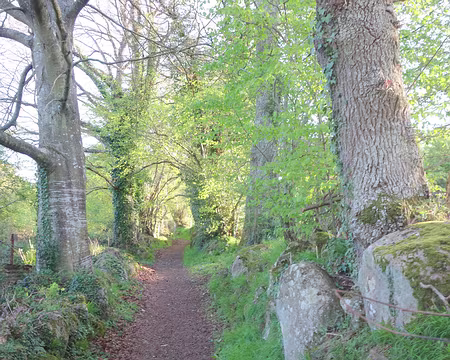 DSC02944 Féerie du matin dans les sentiers normands