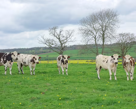 DSC03340 Les veaux curieux