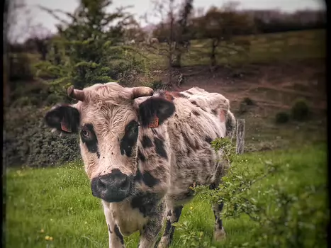 2017-04 Suisse normande