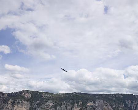 2017_05_03-14_50_09 Vautour