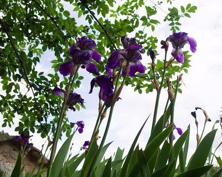 2017_05_03-14_56_44 Iris